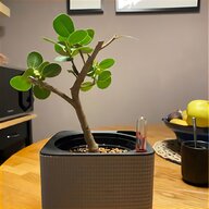 bonsai topf gebraucht kaufen