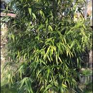 mango pflanze gebraucht kaufen