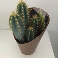 kaktus pflanze gebraucht kaufen