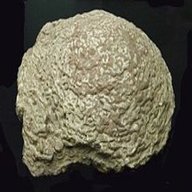 stromatolith gebraucht kaufen