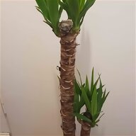 palme gebraucht kaufen