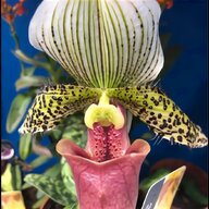 frauenschuh orchidee gebraucht kaufen