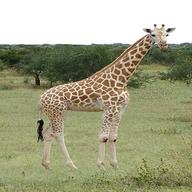 afrika giraffe gebraucht kaufen