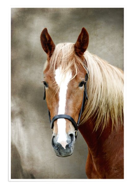 Featured image of post Pferde Poster Kaufen - Wähle aus 250.000 motiven von fototapeten, tapeten, kunstfotos • 20% ersparnis auf ersten einkauf • expressversand • 100% zufriedenheitsgarantie • kaufe 3+1 • wähle kategorie pferde.