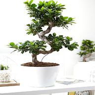 bonsai ficus gebraucht kaufen