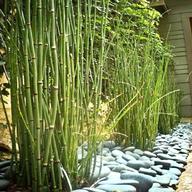 bambuspflanzen gebraucht kaufen