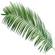 palmwedel gebraucht kaufen
