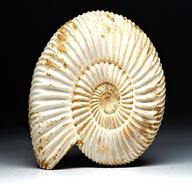 ammoniten madagaskar gebraucht kaufen