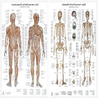 anatomische poster gebraucht kaufen