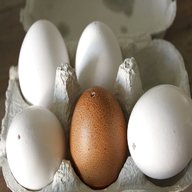 ausgeblasene eier gebraucht kaufen