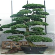 japanischer bonsai gebraucht kaufen