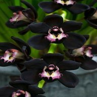 schwarze orchidee gebraucht kaufen