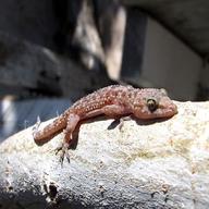 gecko salamander gebraucht kaufen