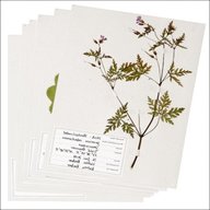 herbarium gebraucht kaufen