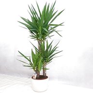 zimmerpflanze palme gebraucht kaufen