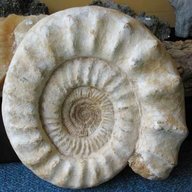 ammonit groß gebraucht kaufen