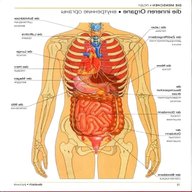 anatomie mensch organe gebraucht kaufen