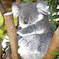 koalabar gebraucht kaufen