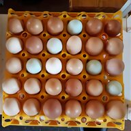 marans eier gebraucht kaufen