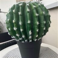 mini kaktus gebraucht kaufen
