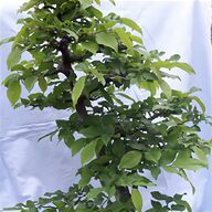 bonsai indoor gebraucht kaufen