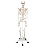 skelett modell gebraucht kaufen