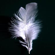 white feather gebraucht kaufen