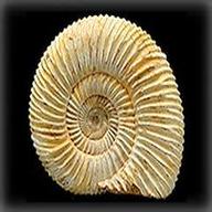 fossilien ammonit gebraucht kaufen