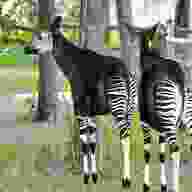 zebra giraffe gebraucht kaufen