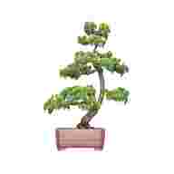 bonsai art gebraucht kaufen