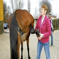 osteopathie pferd gebraucht kaufen