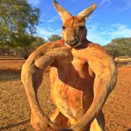 kangaroos jacke gebraucht kaufen