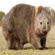 wombats gebraucht kaufen