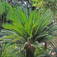 palmfarne gebraucht kaufen