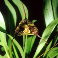 dracula orchidee gebraucht kaufen