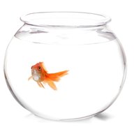 fishbowl gebraucht kaufen
