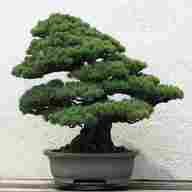bonsai gestalten gebraucht kaufen