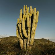 riesen kaktus gebraucht kaufen