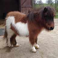 mini shetland pony gebraucht kaufen