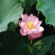 lotus pflanze gebraucht kaufen
