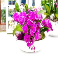 orchideen schale gebraucht kaufen