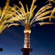 lampe palme gebraucht kaufen