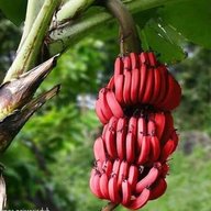 rote banane gebraucht kaufen