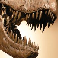 dinosaurier zahn gebraucht kaufen