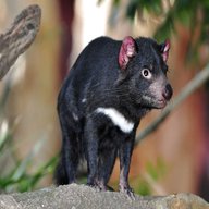 tasmanischer teufel gebraucht kaufen