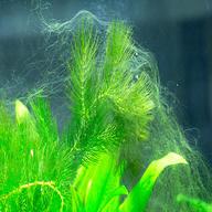 aquarium algen gebraucht kaufen