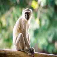somalia monkey gebraucht kaufen