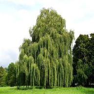 willow tree gebraucht kaufen