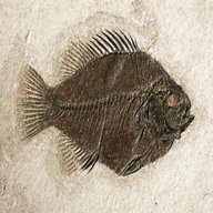 fossilien fisch gebraucht kaufen
