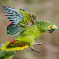 amazonen papagei gebraucht kaufen